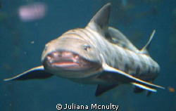This was taken at the Monterey Bay Aquarium by Juliana Mcnulty 
